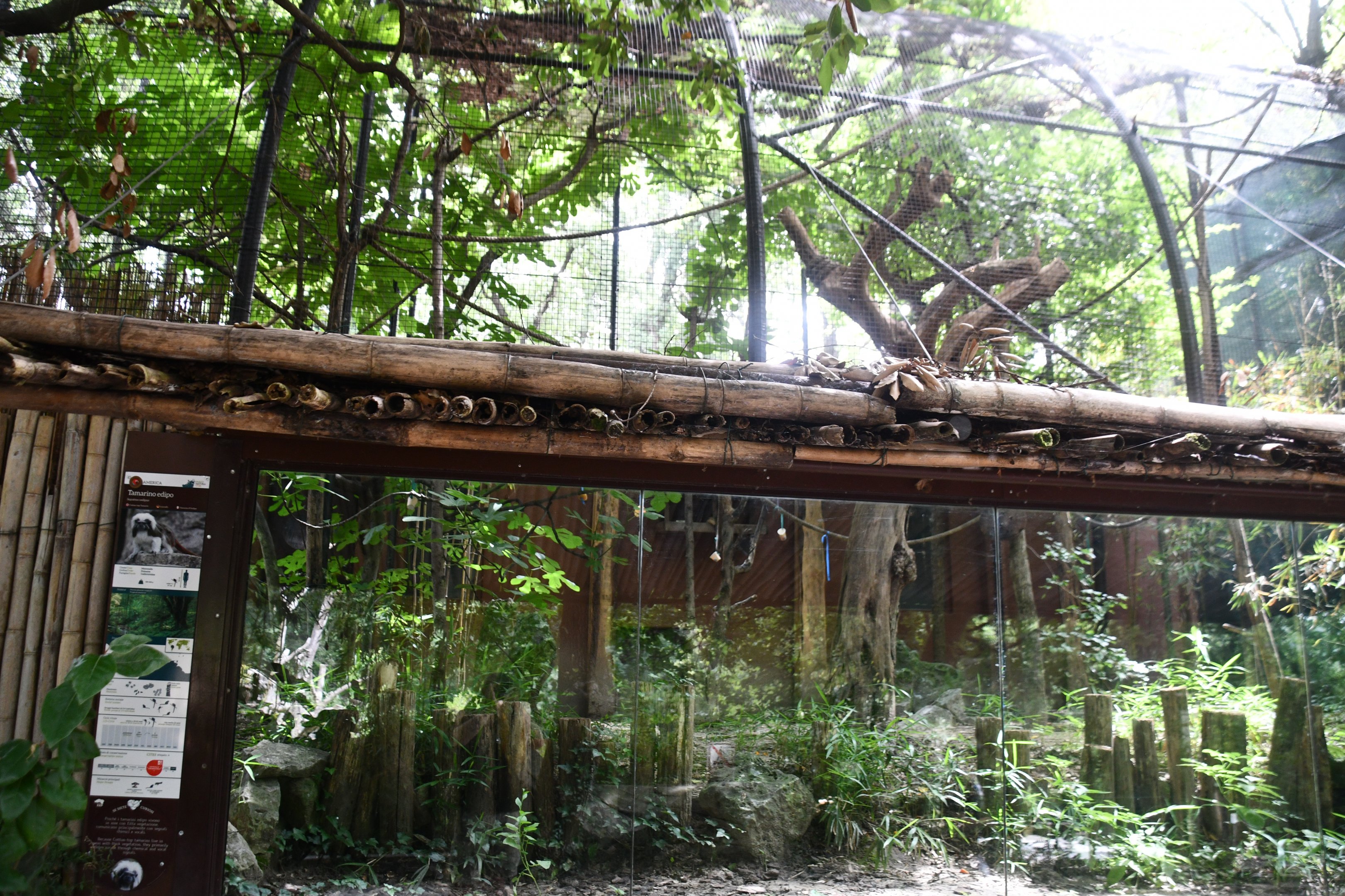 Cottontop Tamarin exhibit