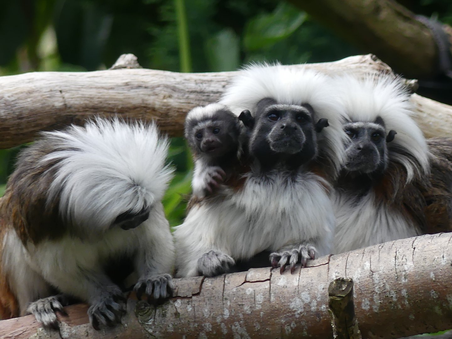 Cottontop Tamarin family with baby - Chester Zoo - 09.07.24