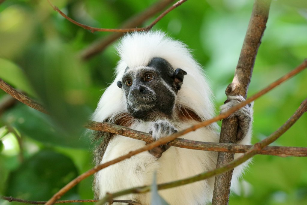 Cottontop Tamarin - free-ranging