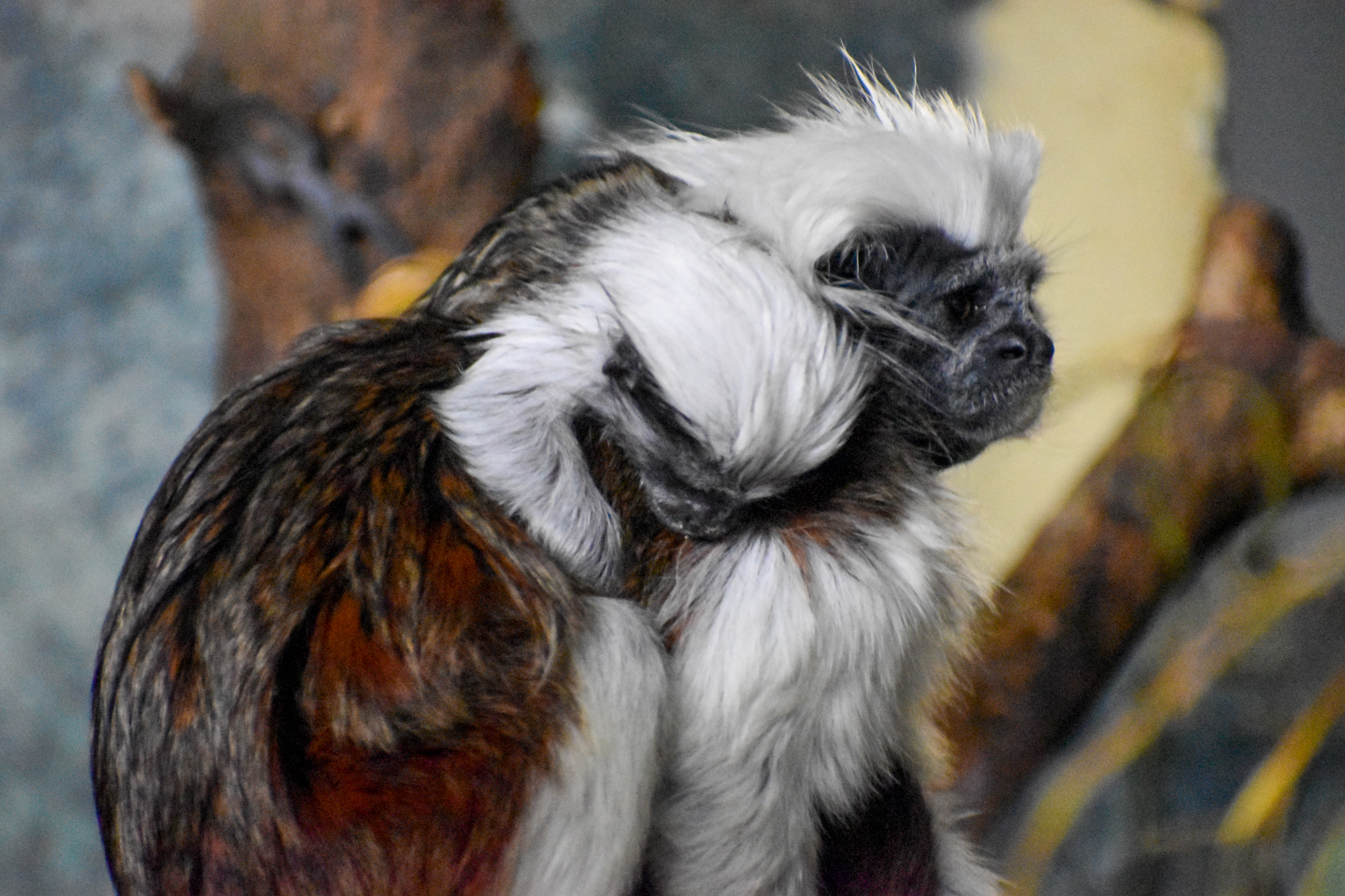 Cottontop Tamarin infant