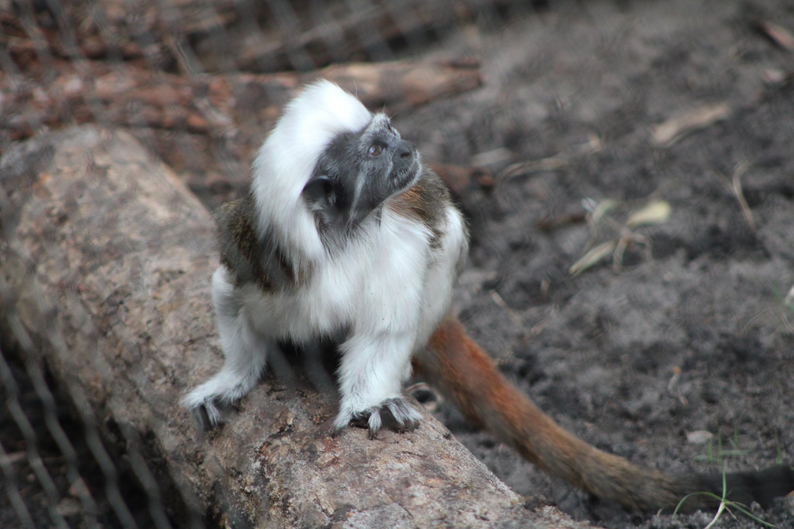 Cottontop Tamarin (Saginus oedipus)