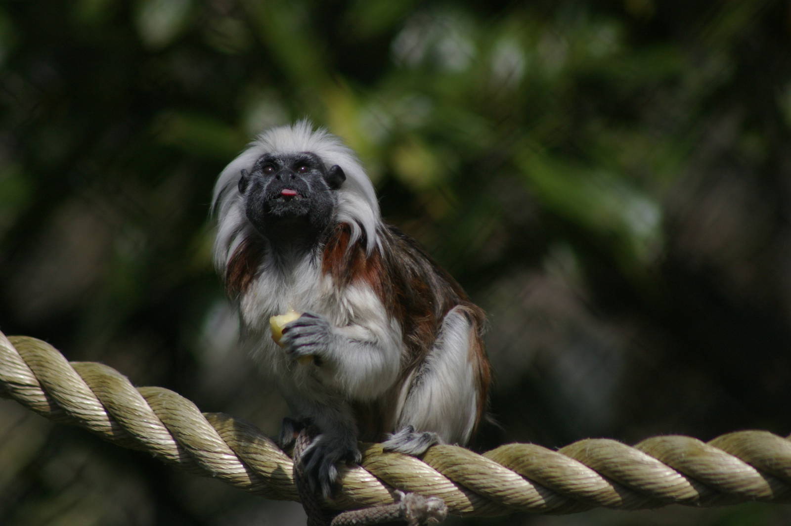 cottontop tamarin (Saguinus oedipus)