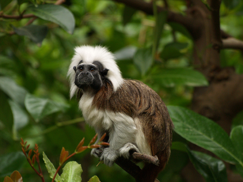 Cottontop Tamarin (Saguinus oedipus)