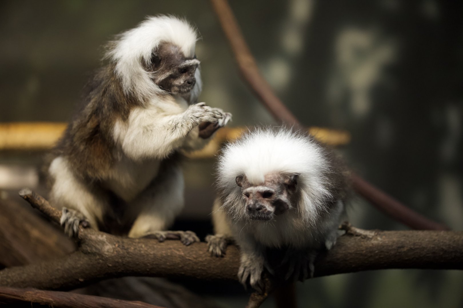 Cottontop Tamarin/ Saguinus oedipus