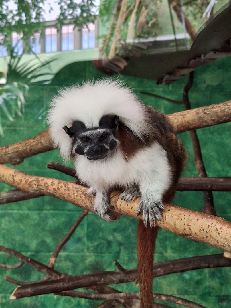 Cottontop Tamarin (Saguinus oedipus)