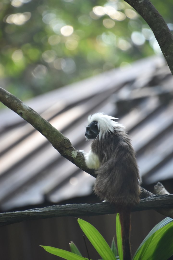 Cottontop tamarin, Saguinus oedipus