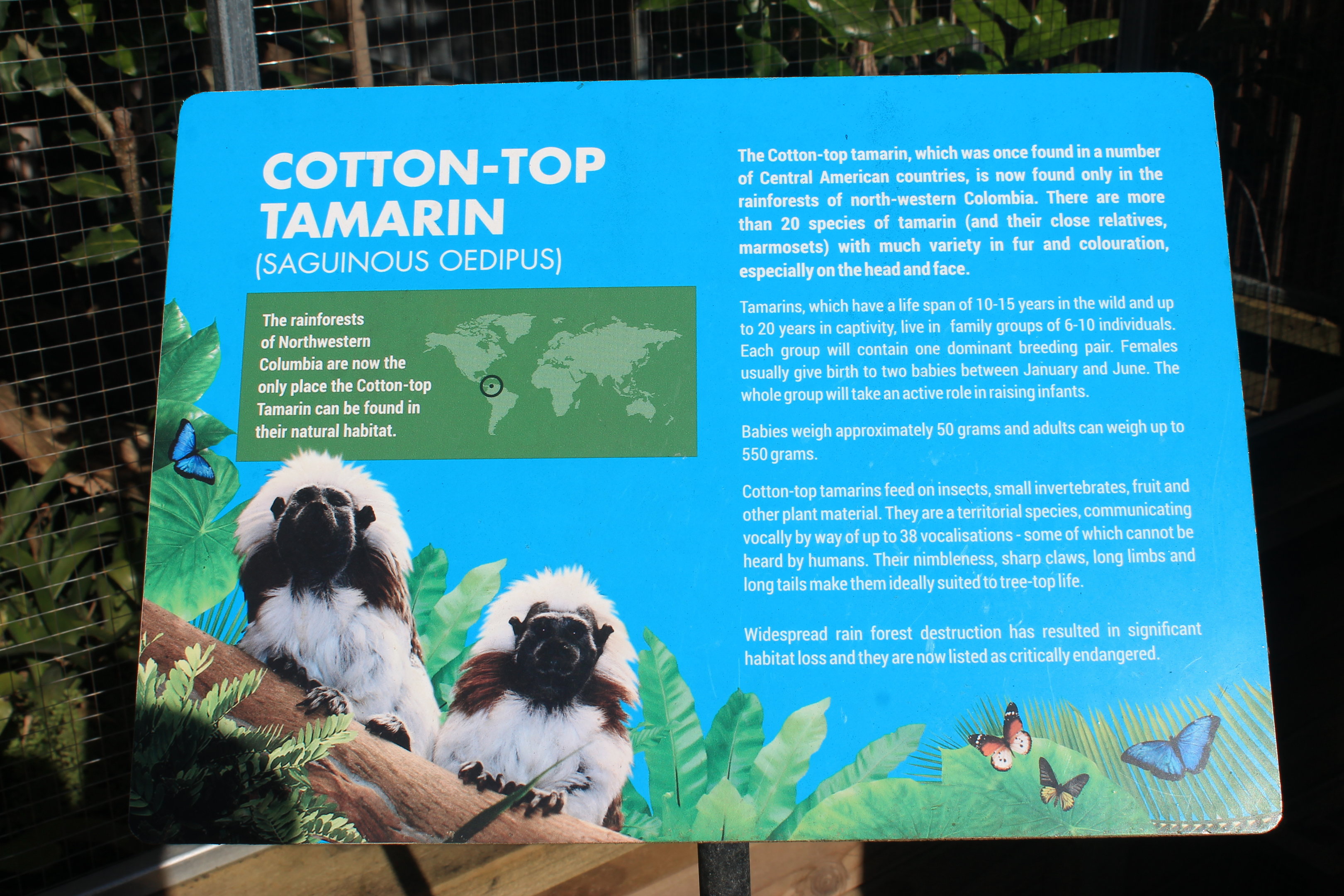 Cottontop Tamarin signage