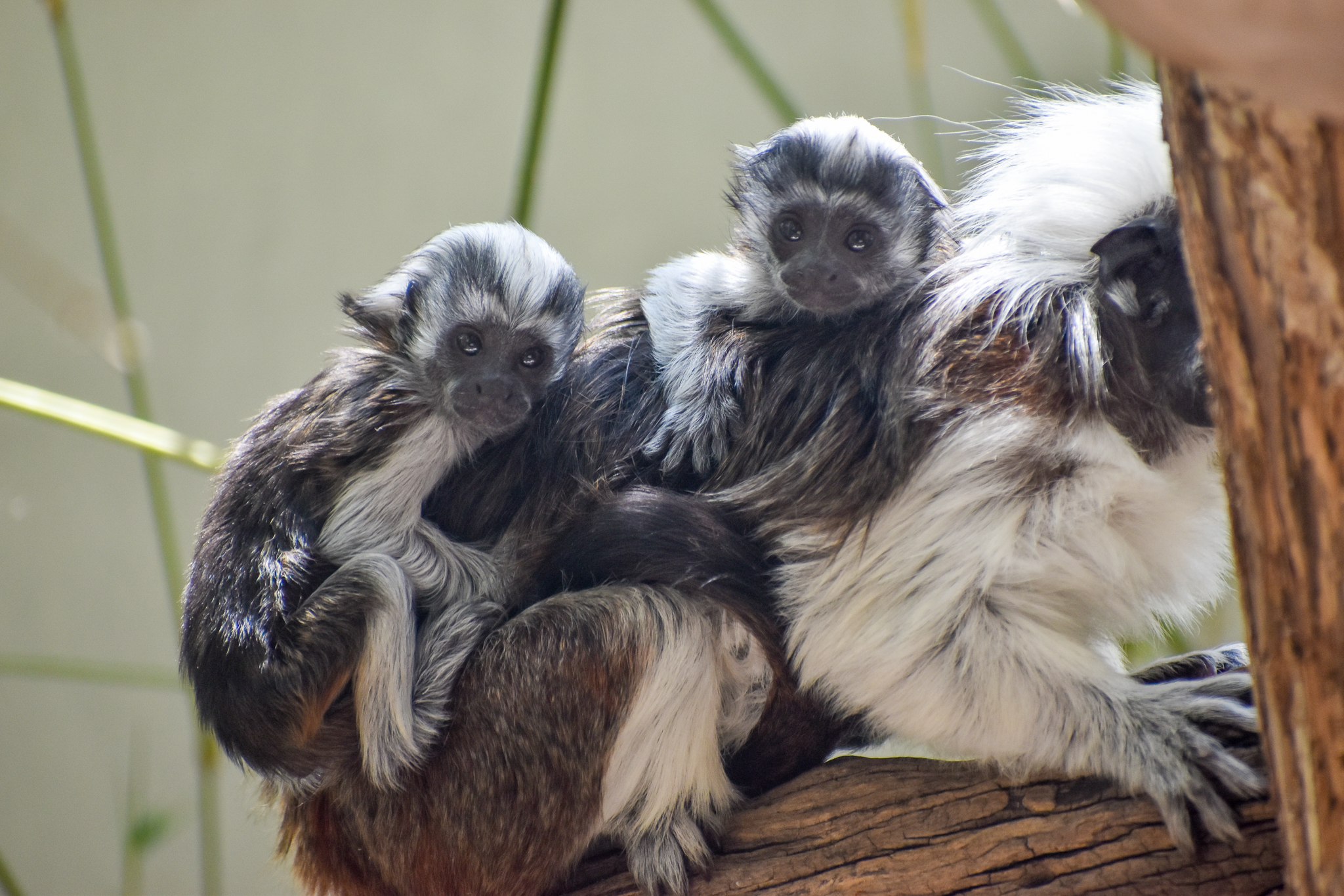 Cottontop Tamarin twins