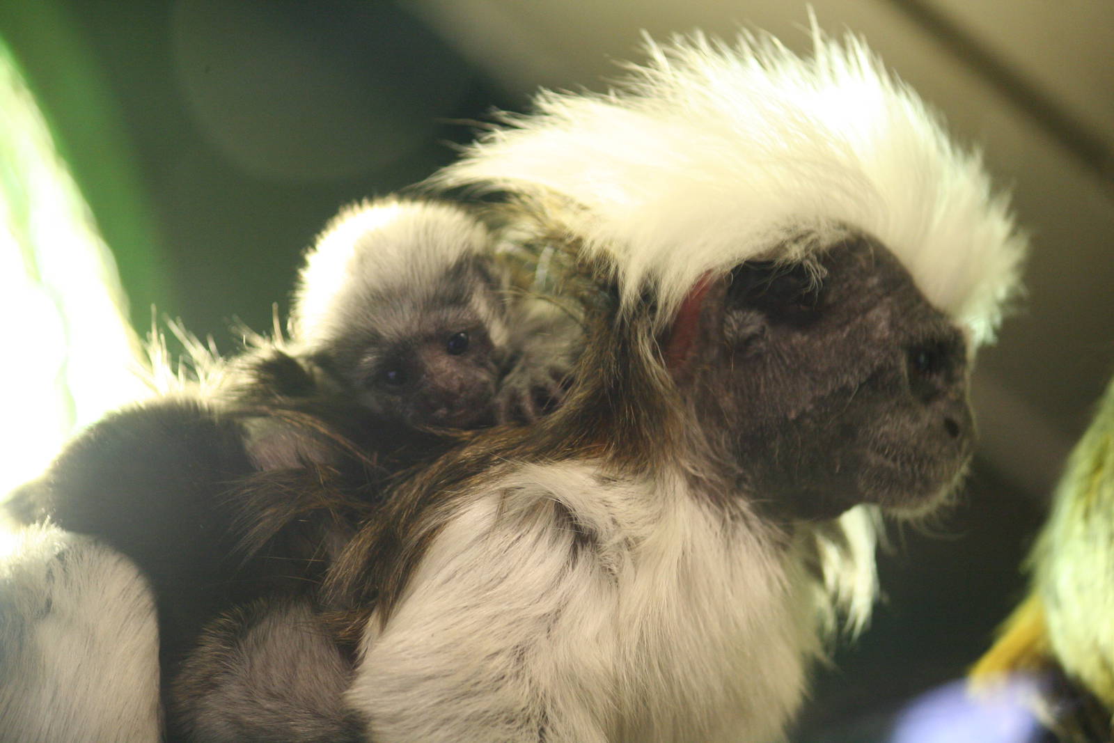 Cottontop tamarin with baby