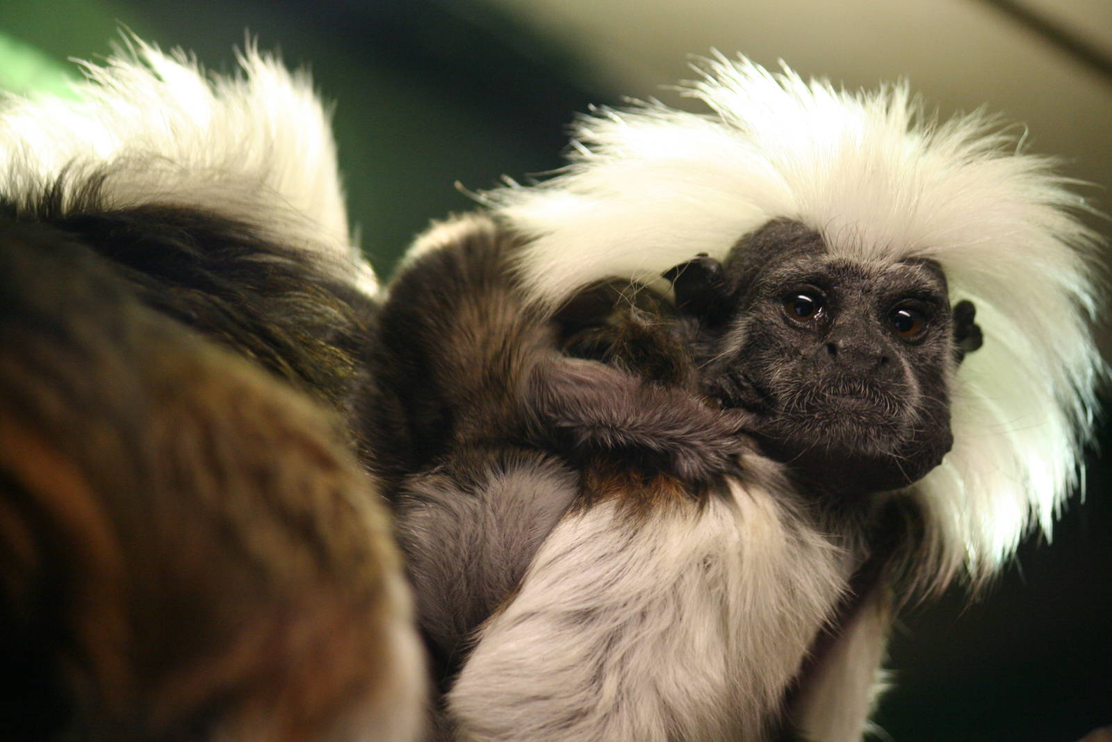 Cottontop tamarin with baby
