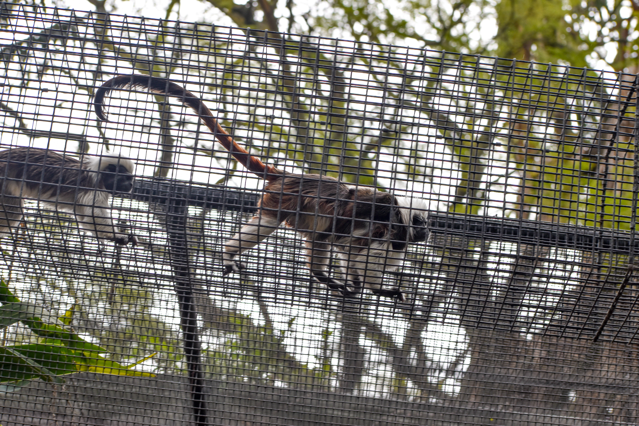 Cottontop Tamarin with infant in runway