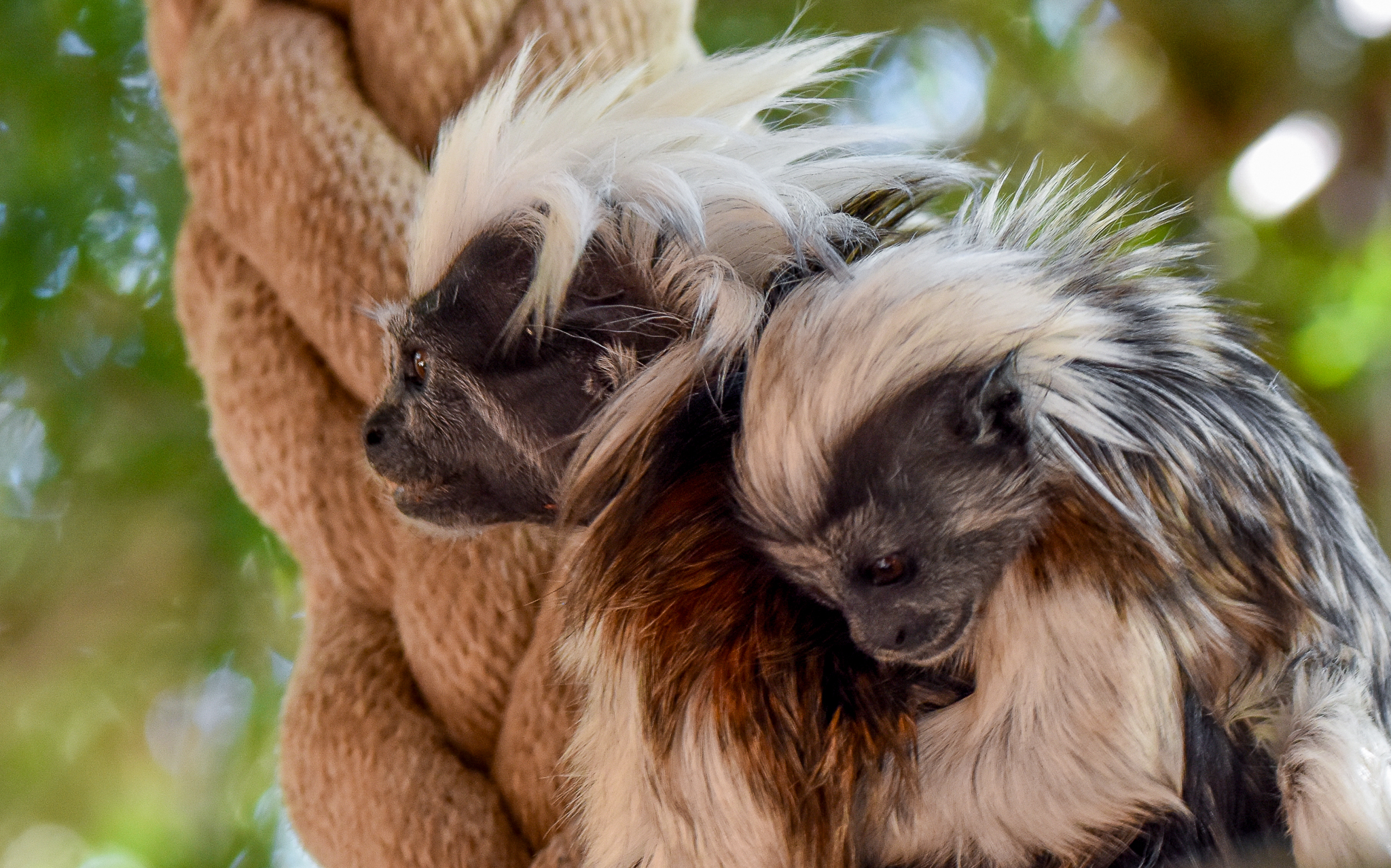 Cottontop Tamarin with infant