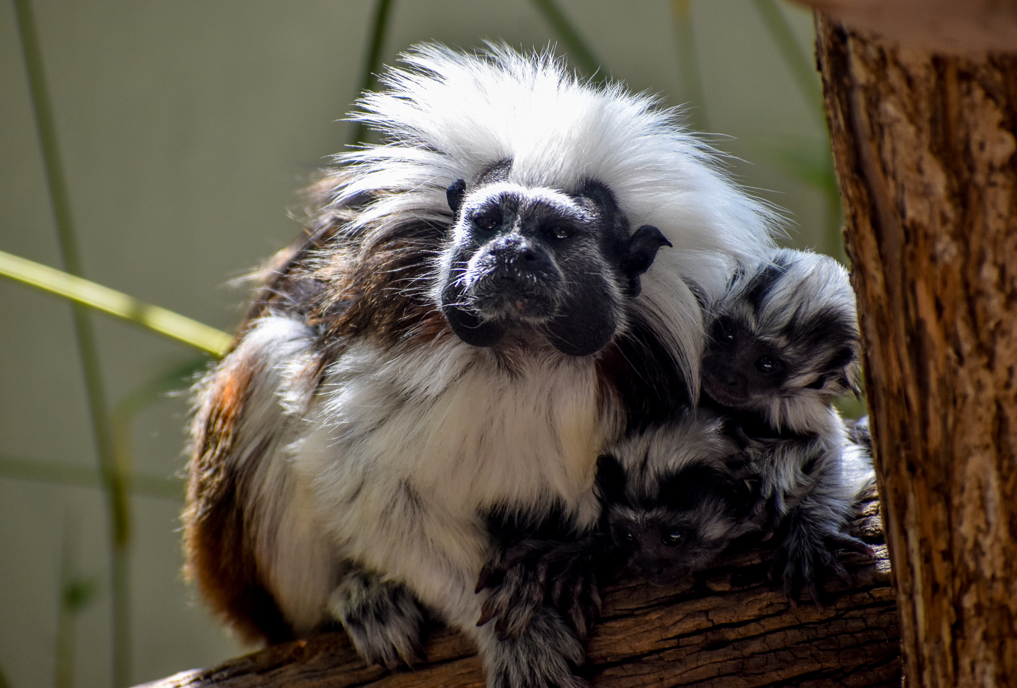 Cottontop Tamarin with twins
