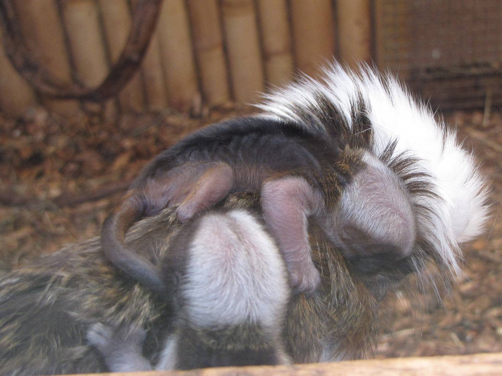 Cottontop Tamarin with two babies