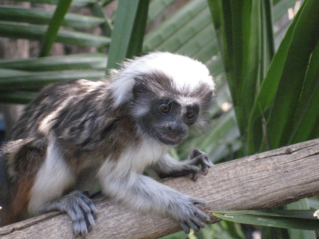 Cottontop Tamarin young