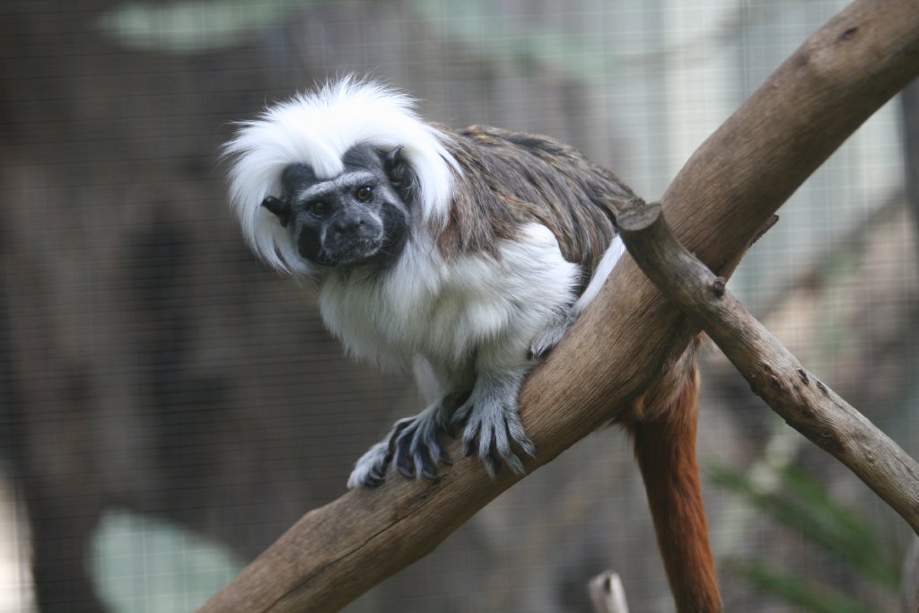 Cottontop Tamarin