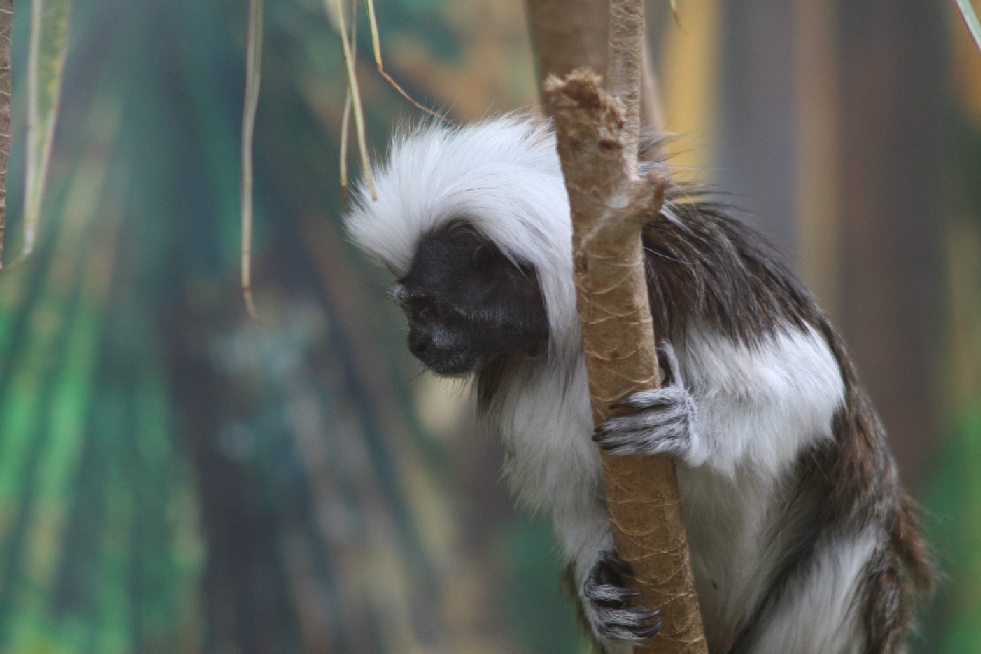 Cottontop Tamarin