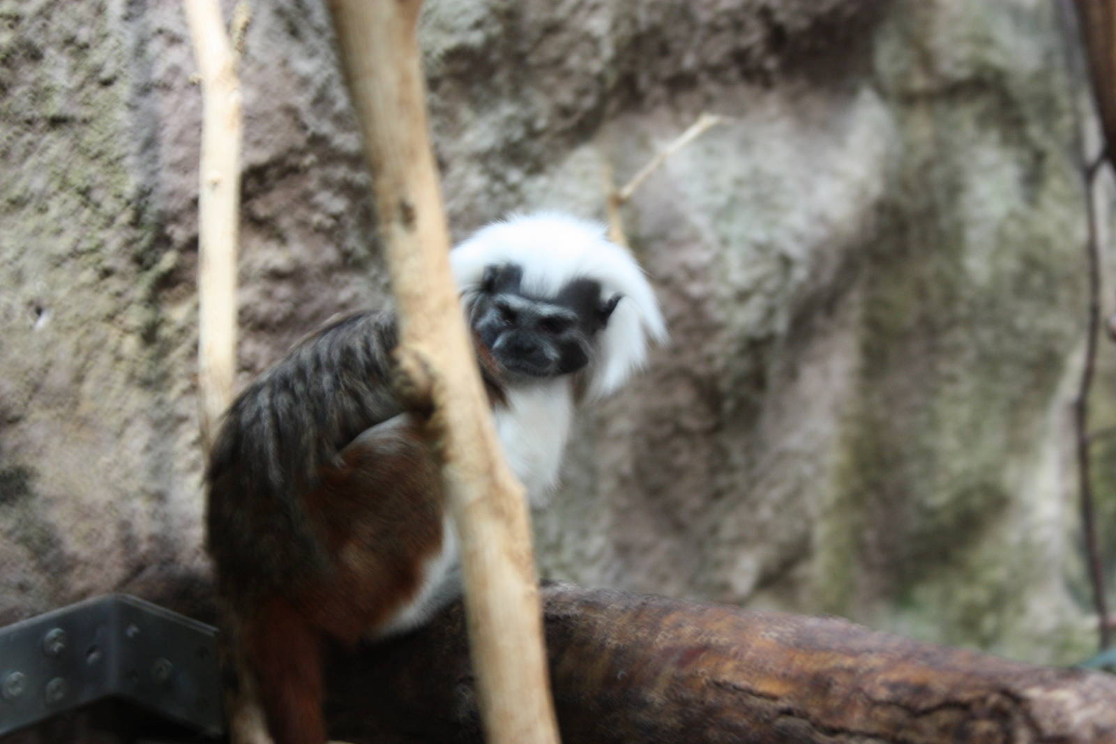 Cottontop Tamarin