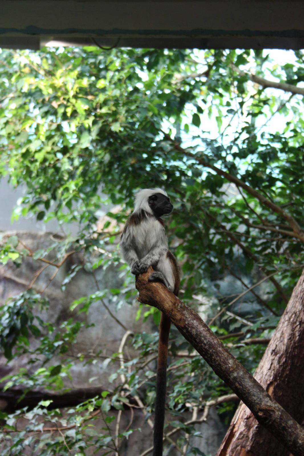 Cottontop Tamarin