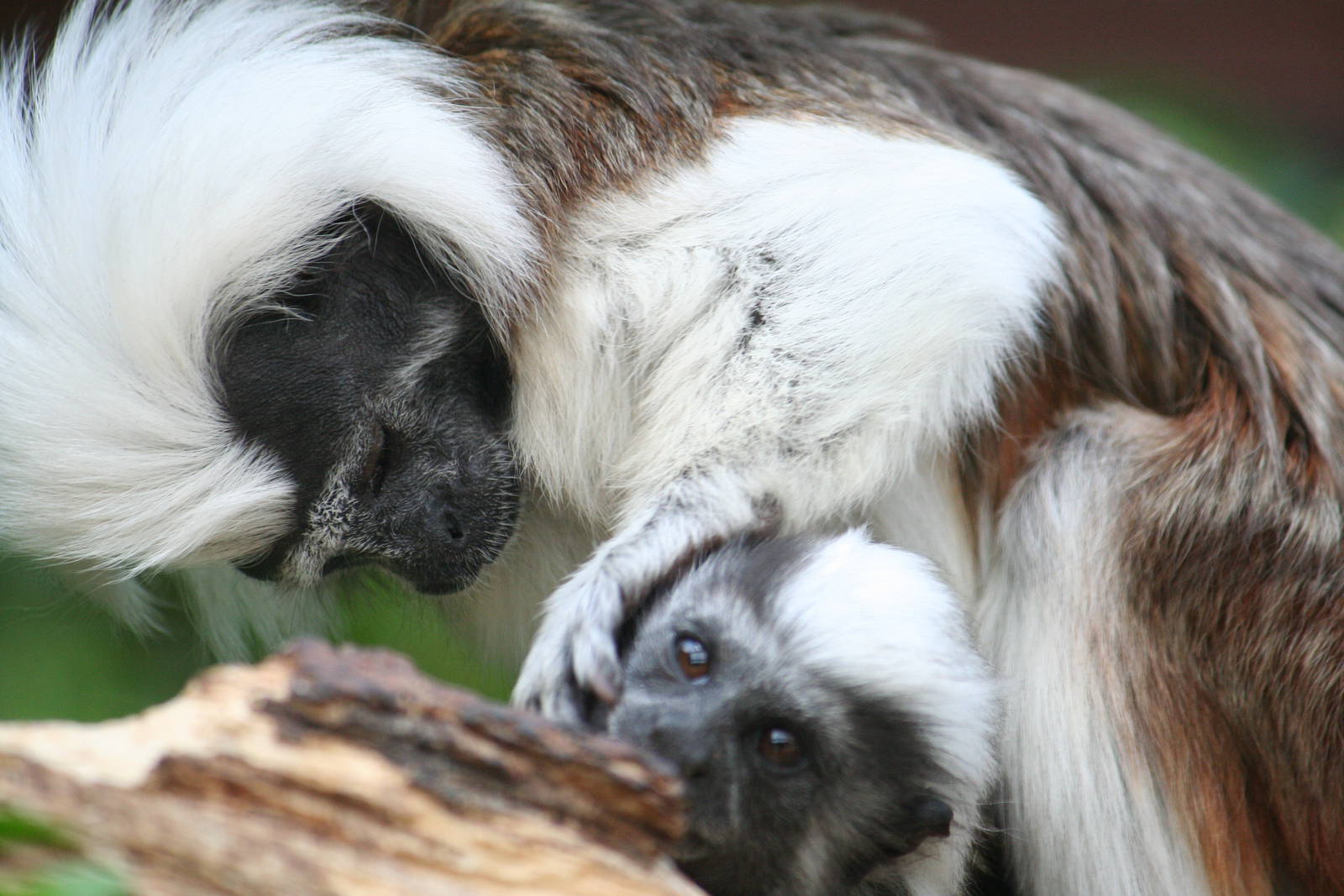 Cottontop tamarin