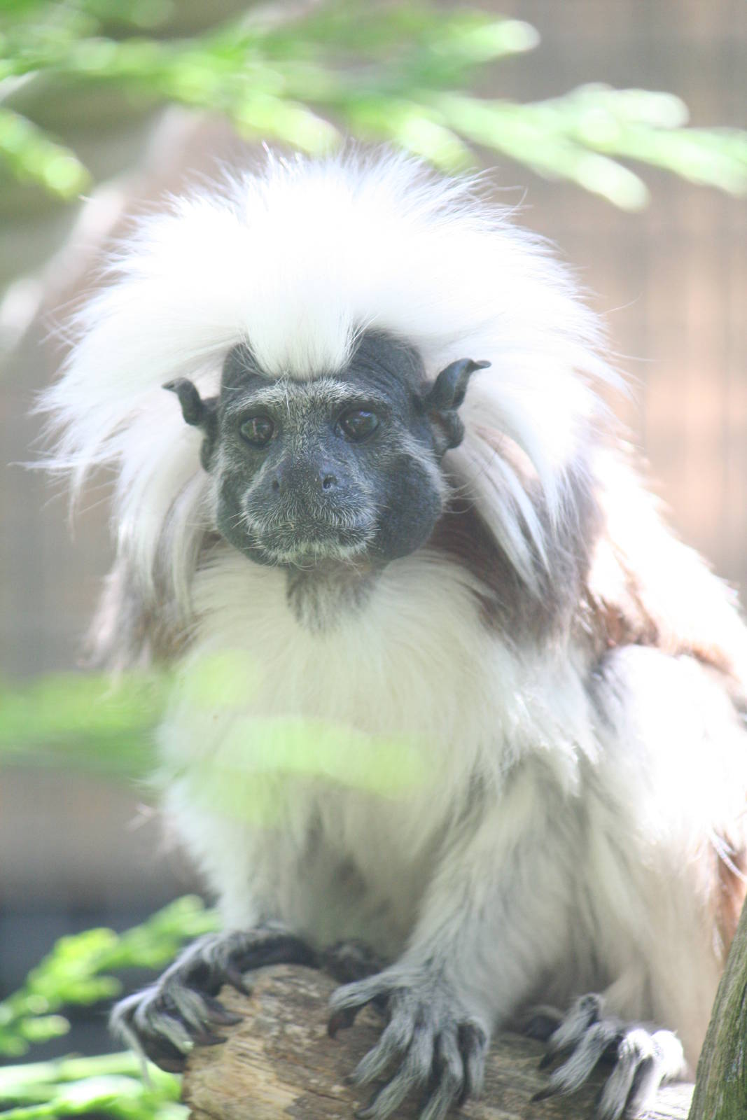 Cottontop tamarin