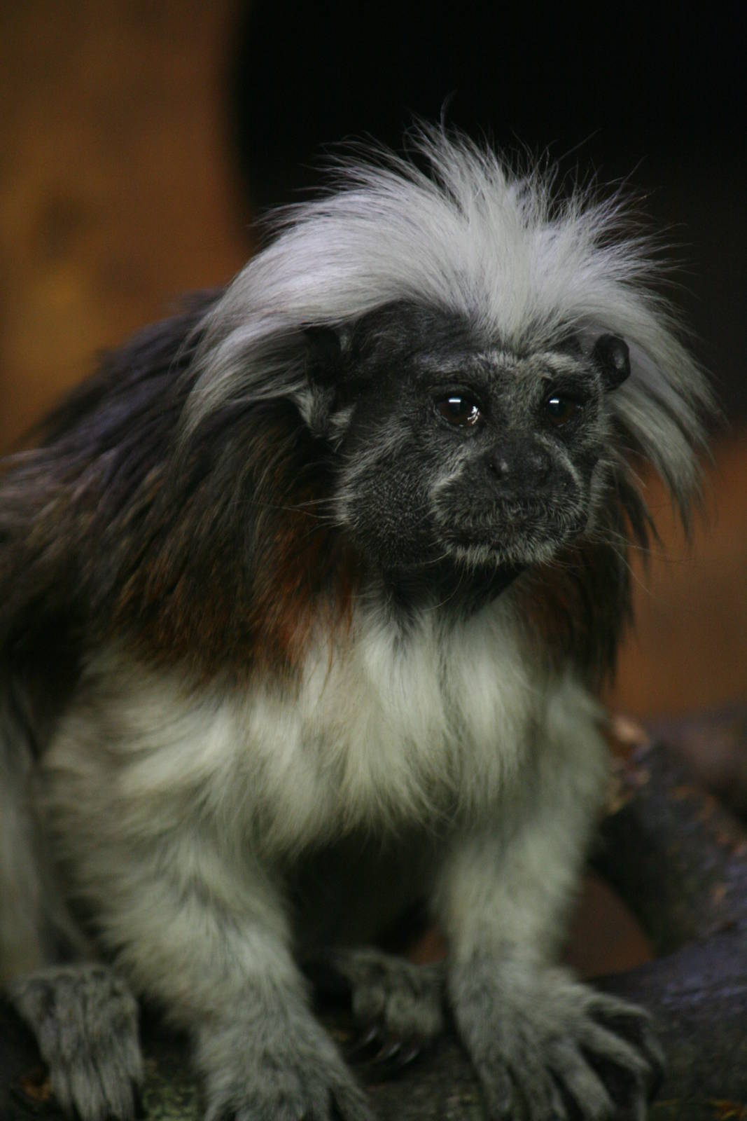 Cottontop tamarin