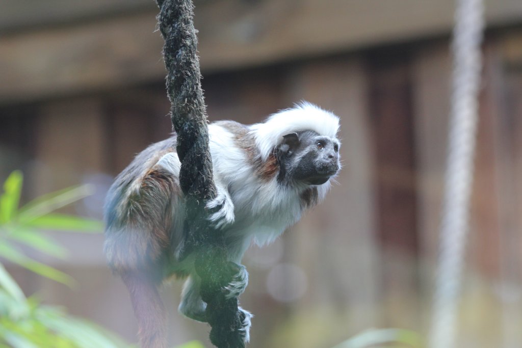 Cottontop Tamarin
