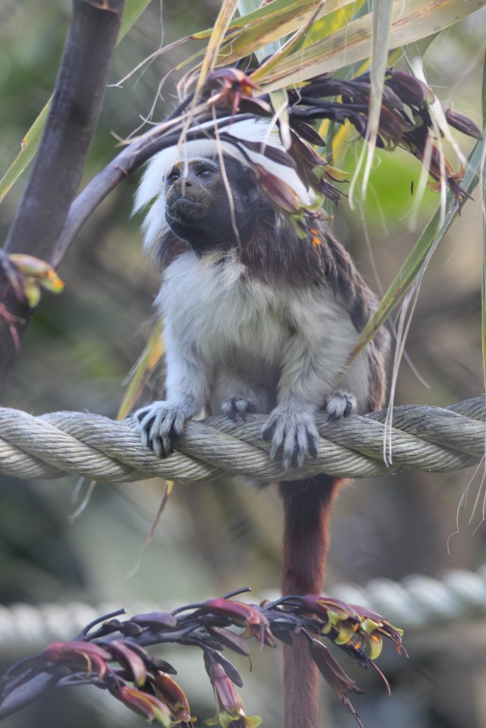 Cottontop Tamarin