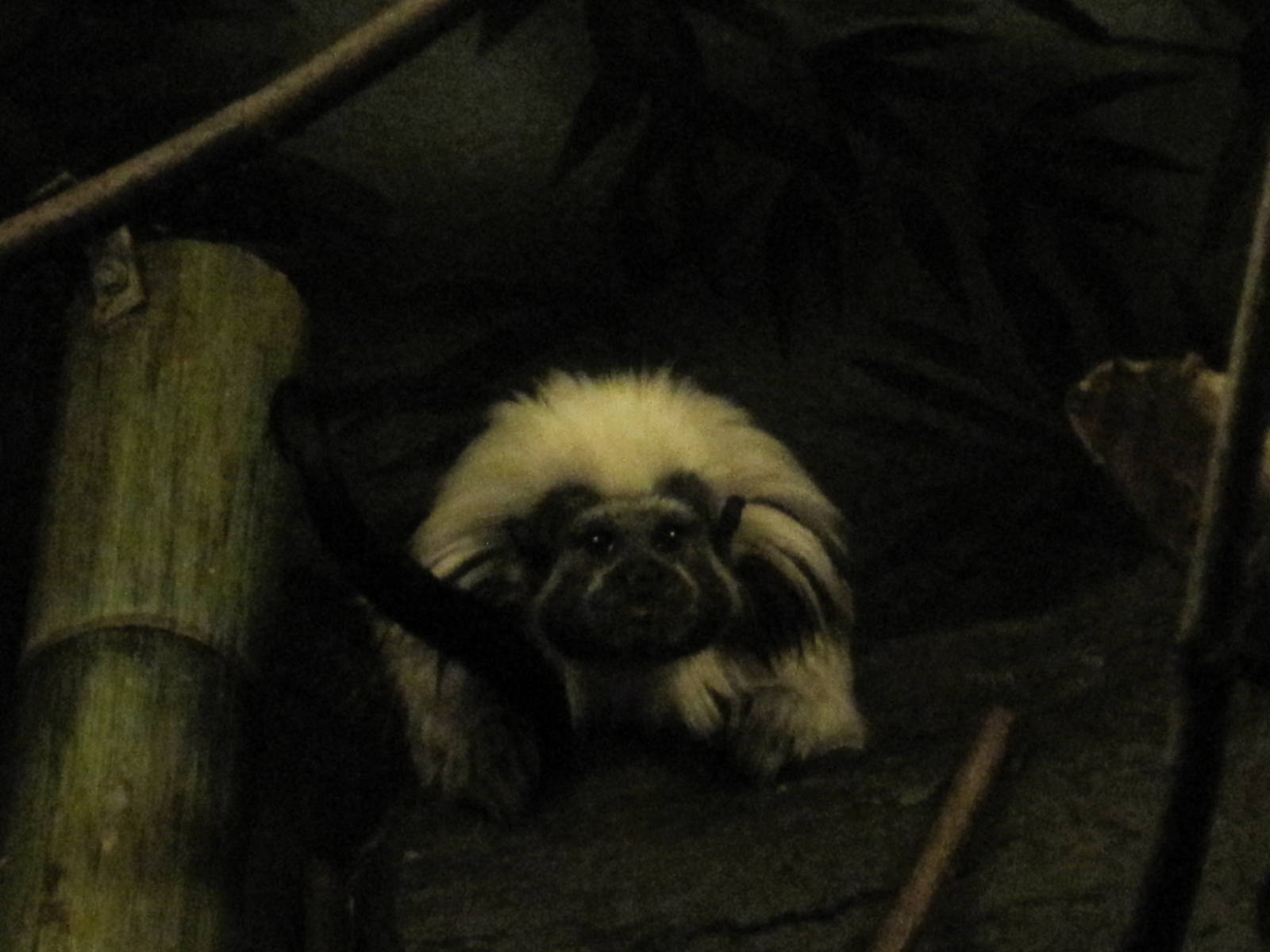 Cottontop Tamarin