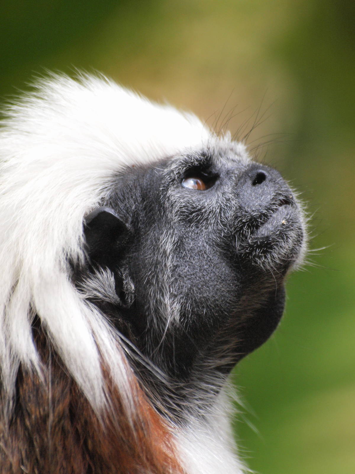 Cottontop Tamarin
