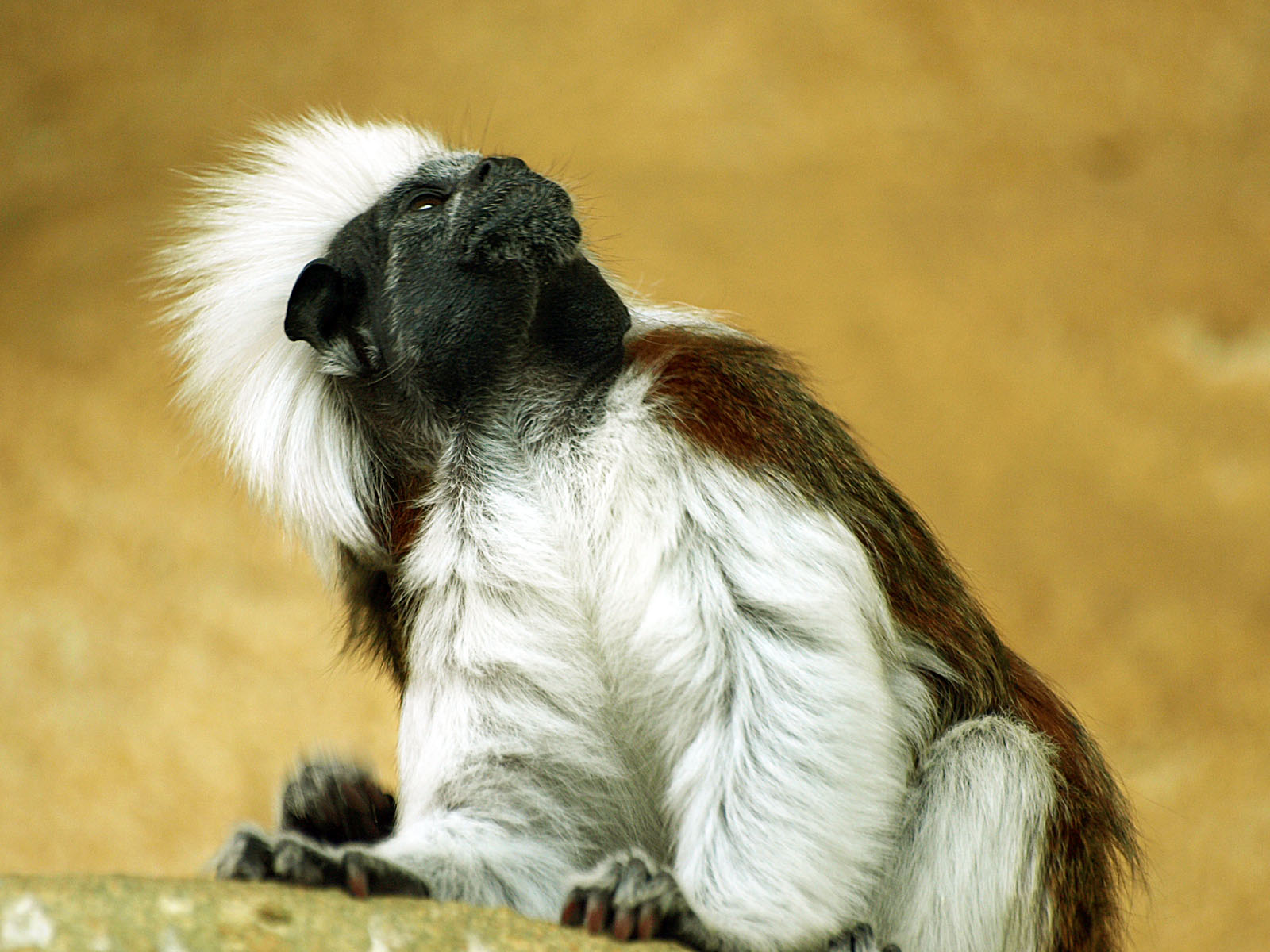 Cottontop tamarin
