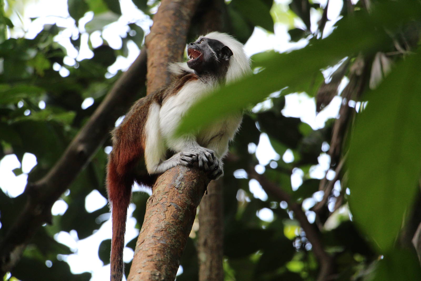 Cottontop Tamarin