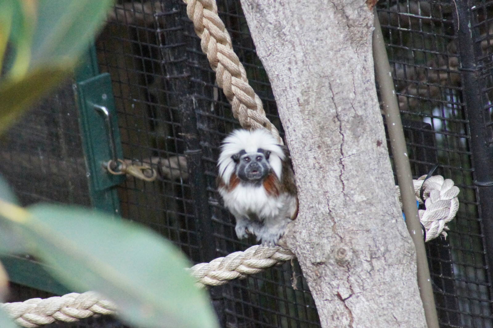 Cottontop tamarin