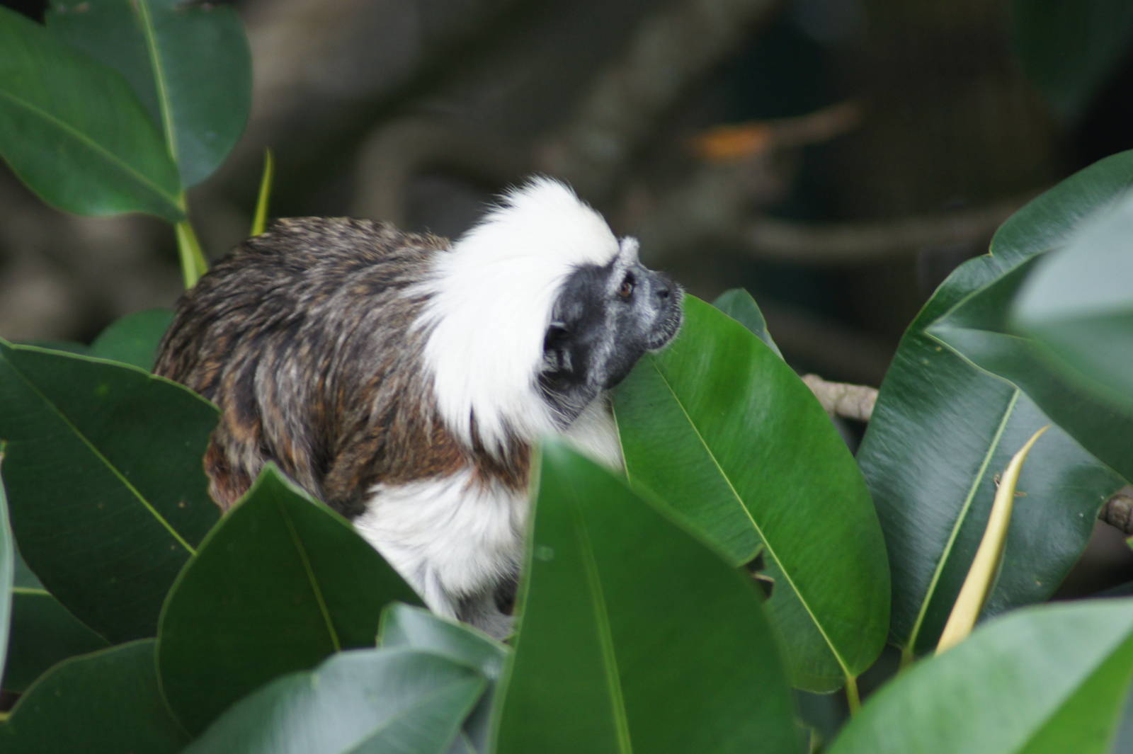 Cottontop tamarin