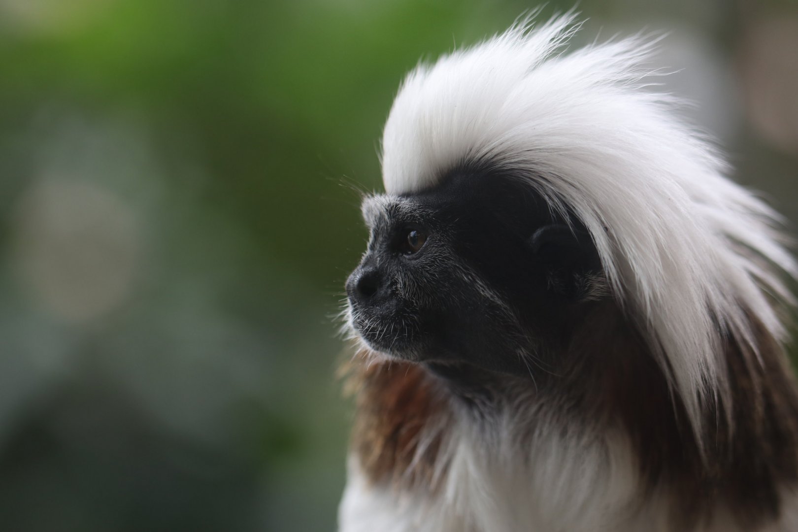 Cottontop tamarin
