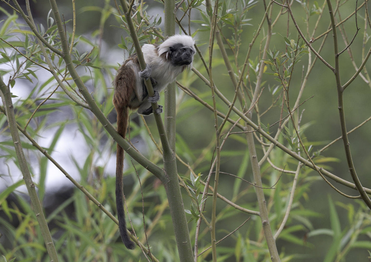 Cottontop tamarin