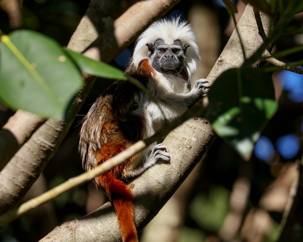 Cottontop Tamarin