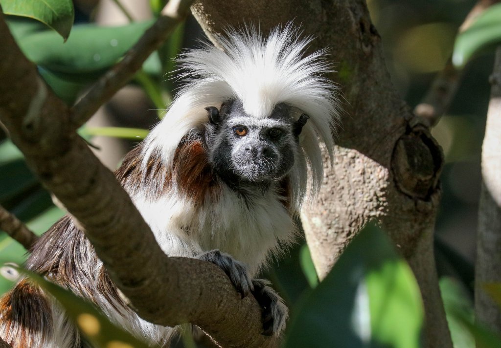 Cottontop Tamarin