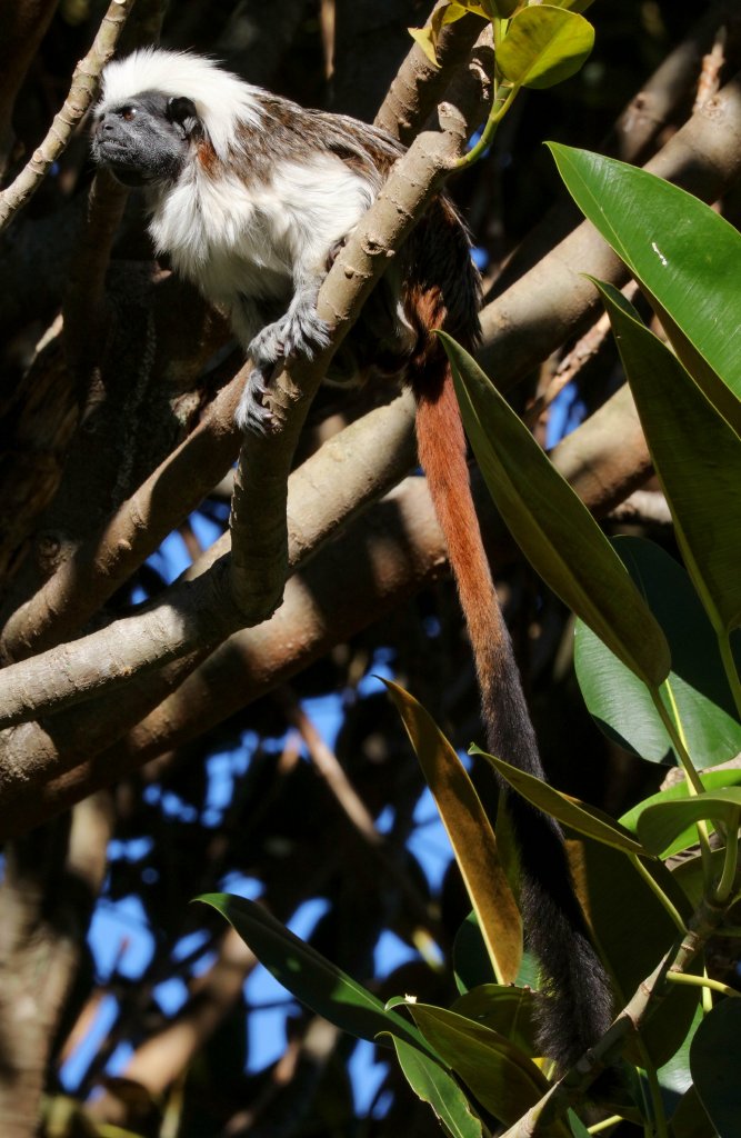Cottontop Tamarin