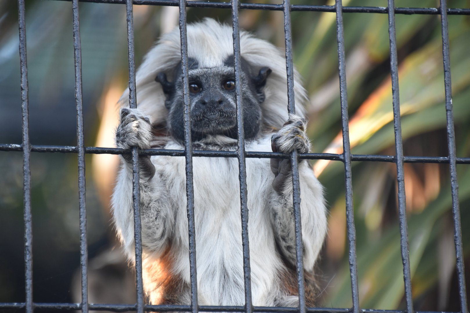 Cottontop tamarin