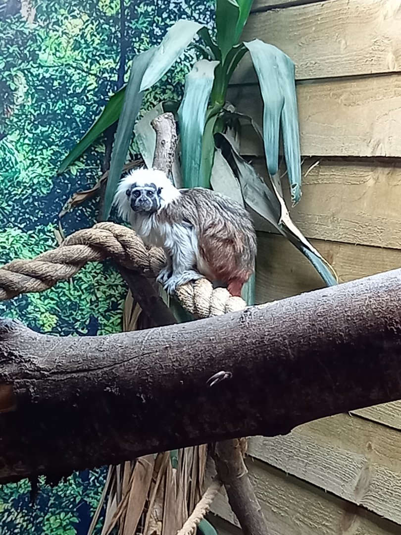 Cottontop Tamarin