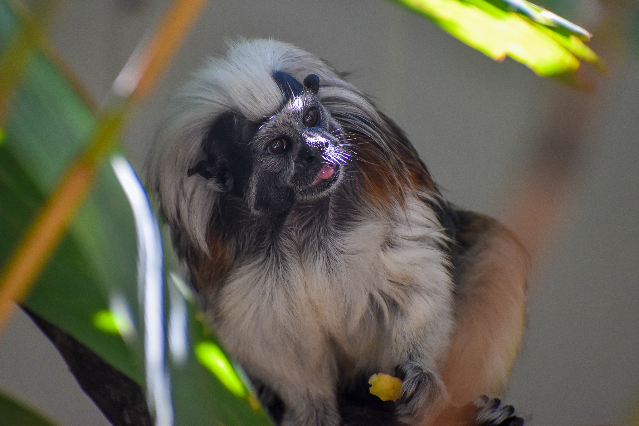 Cottontop Tamarin