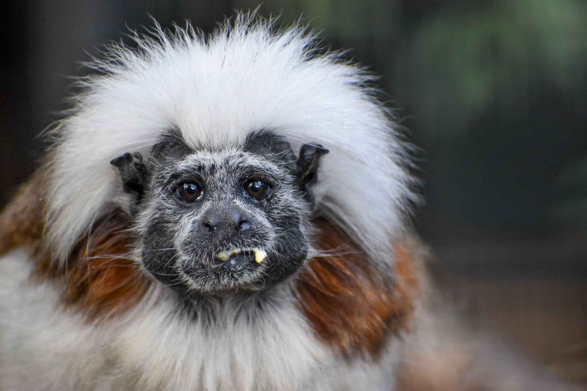 Cottontop Tamarin