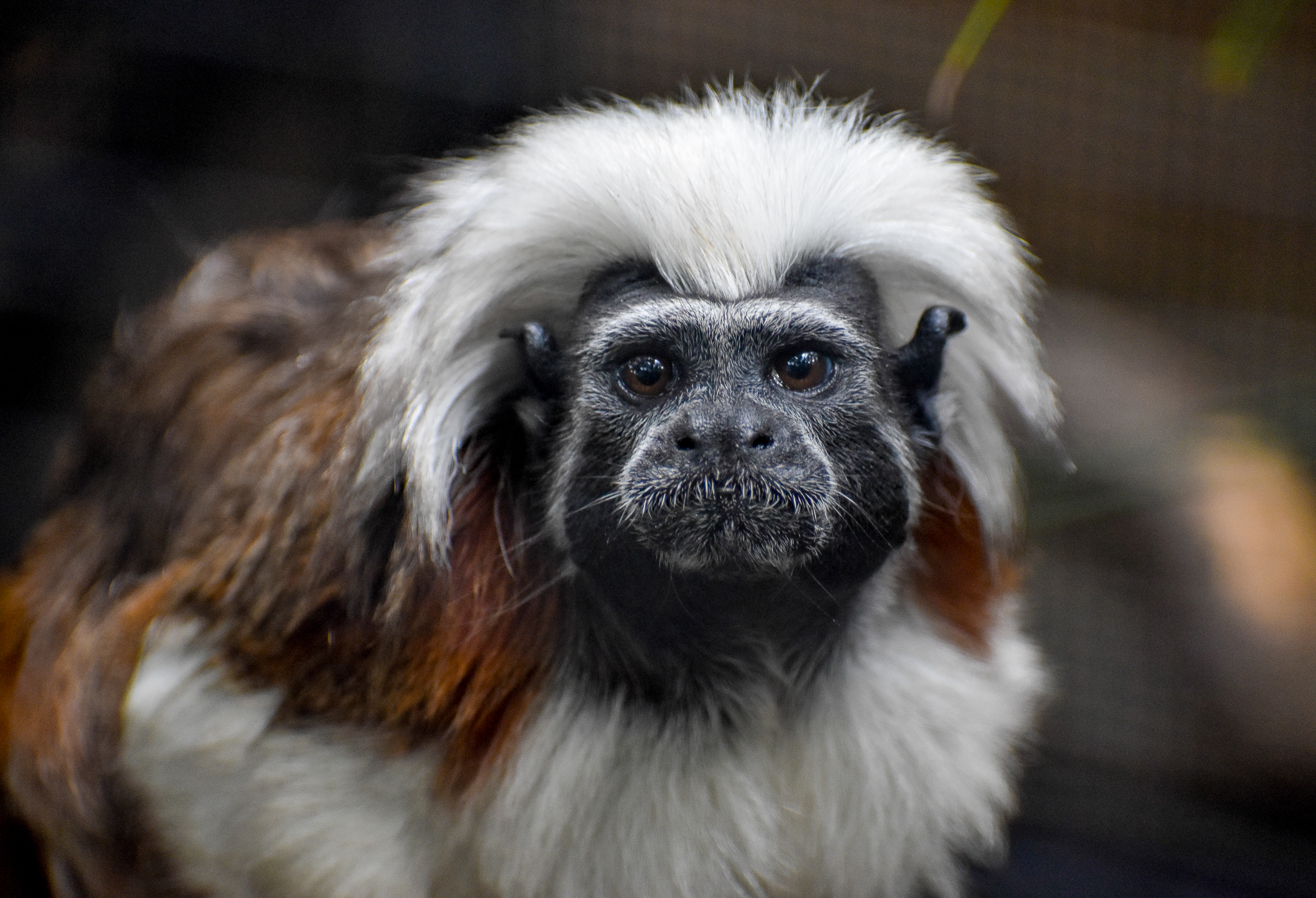 Cottontop Tamarin