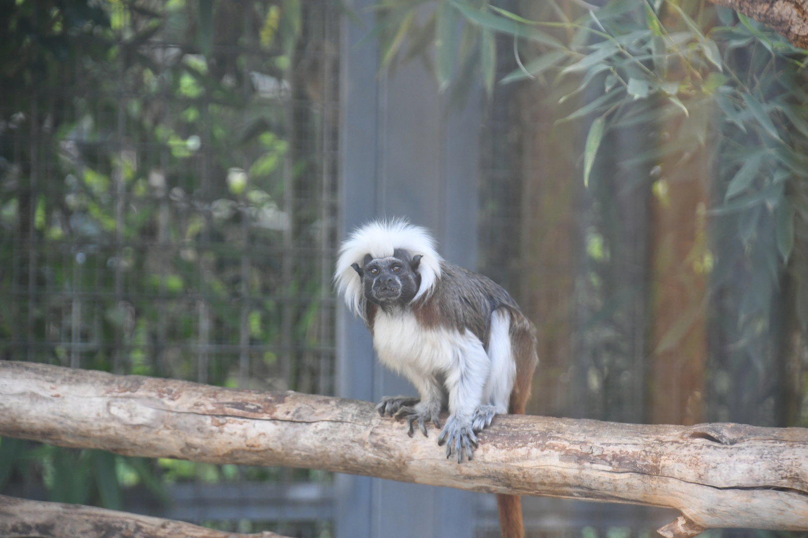 Cottontop Tamarin