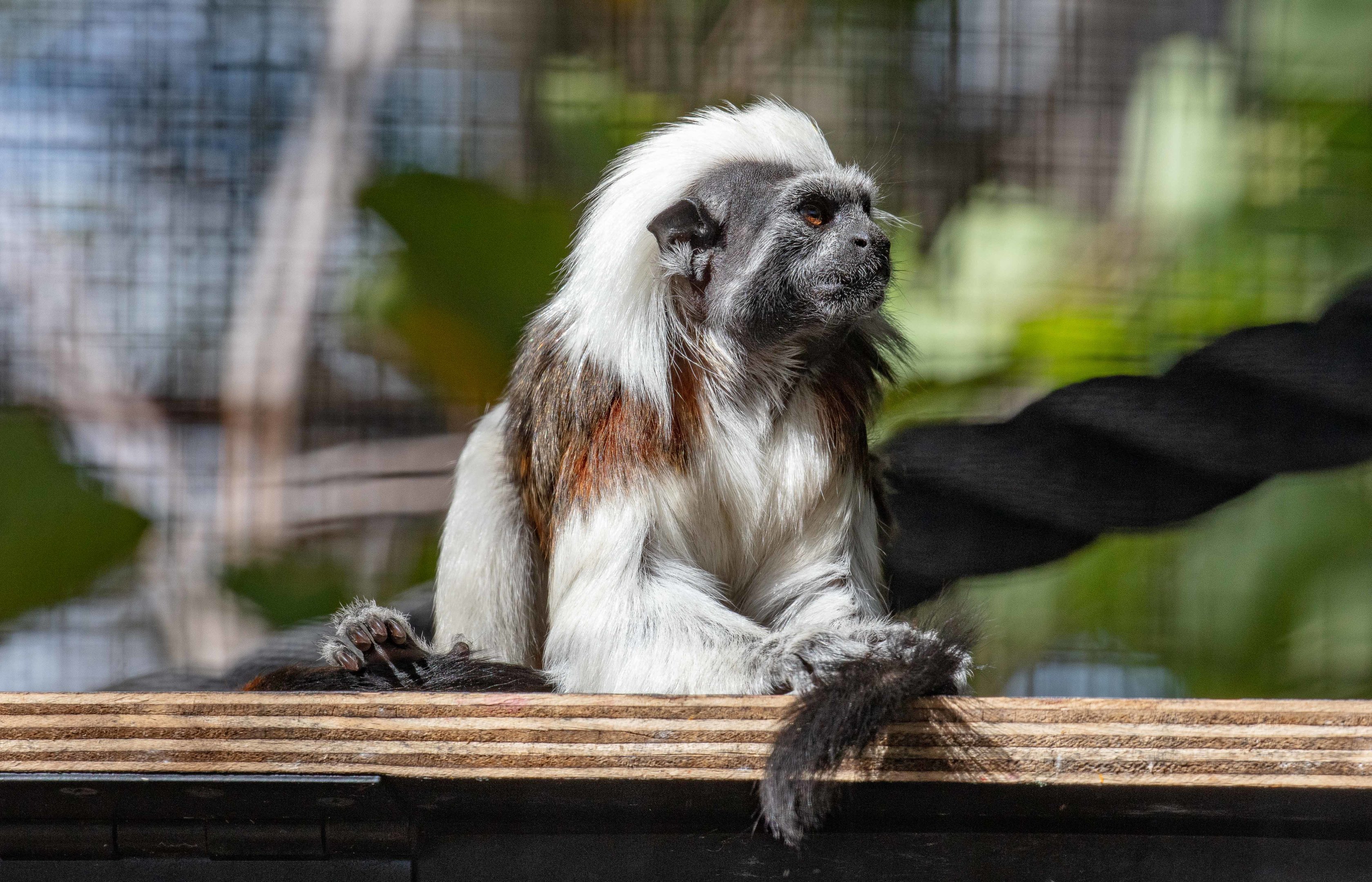 Cottontop Tamarin