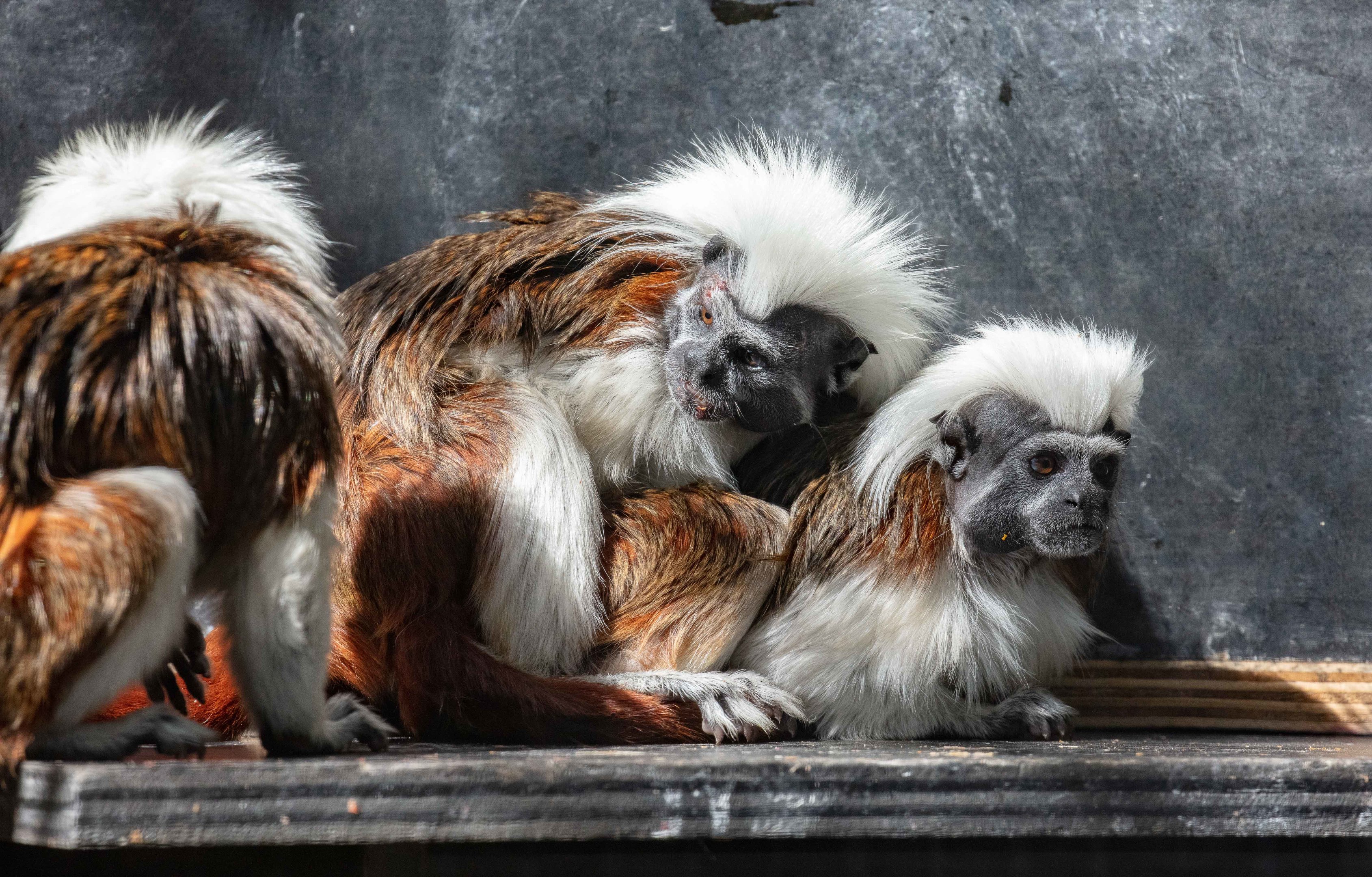 Cottontop Tamarin