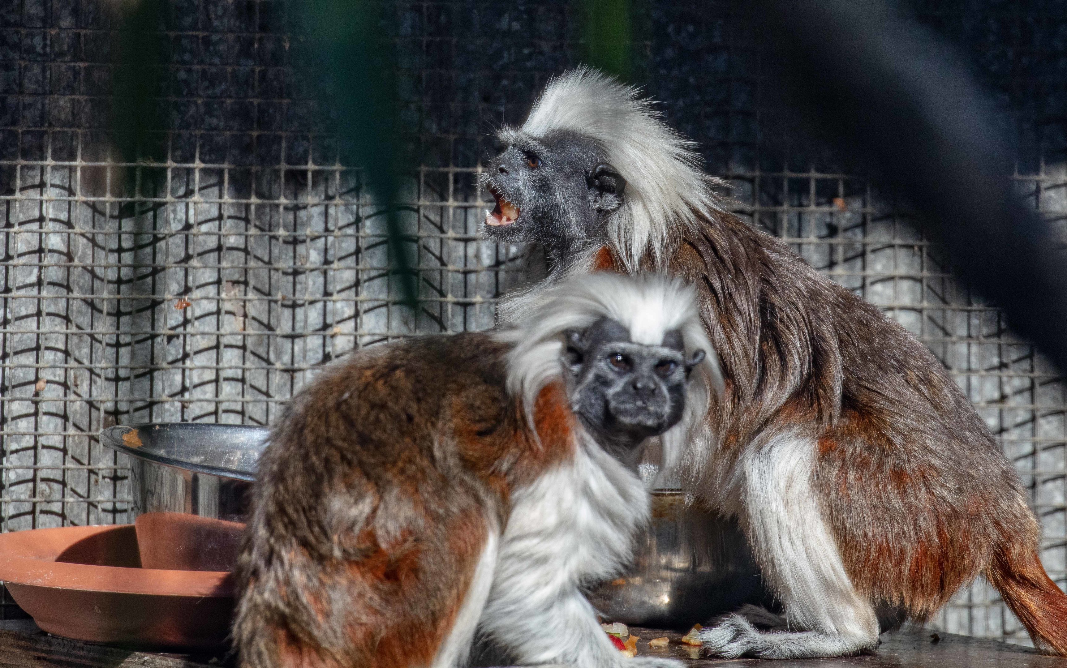 Cottontop Tamarin