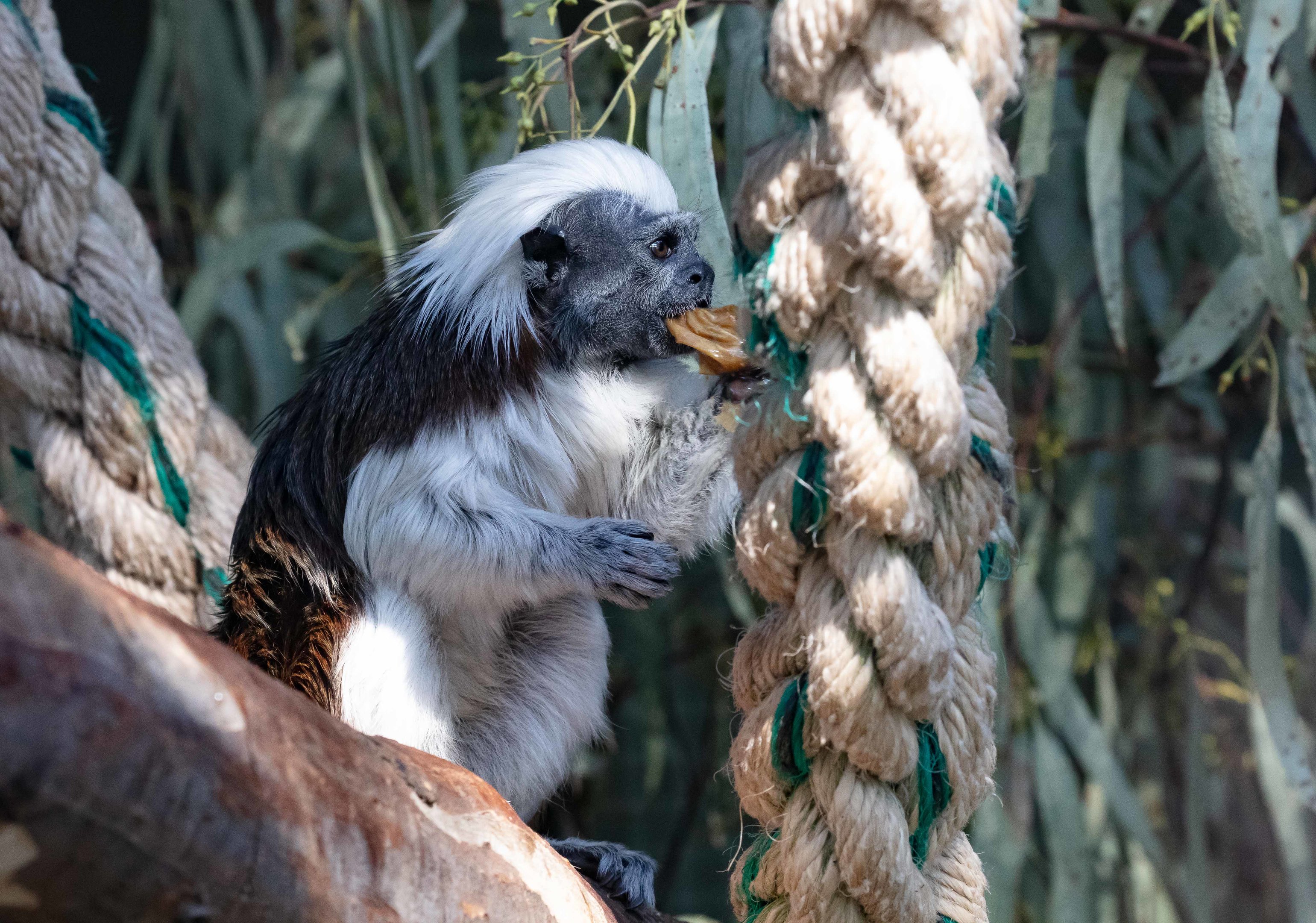Cottontop Tamarin