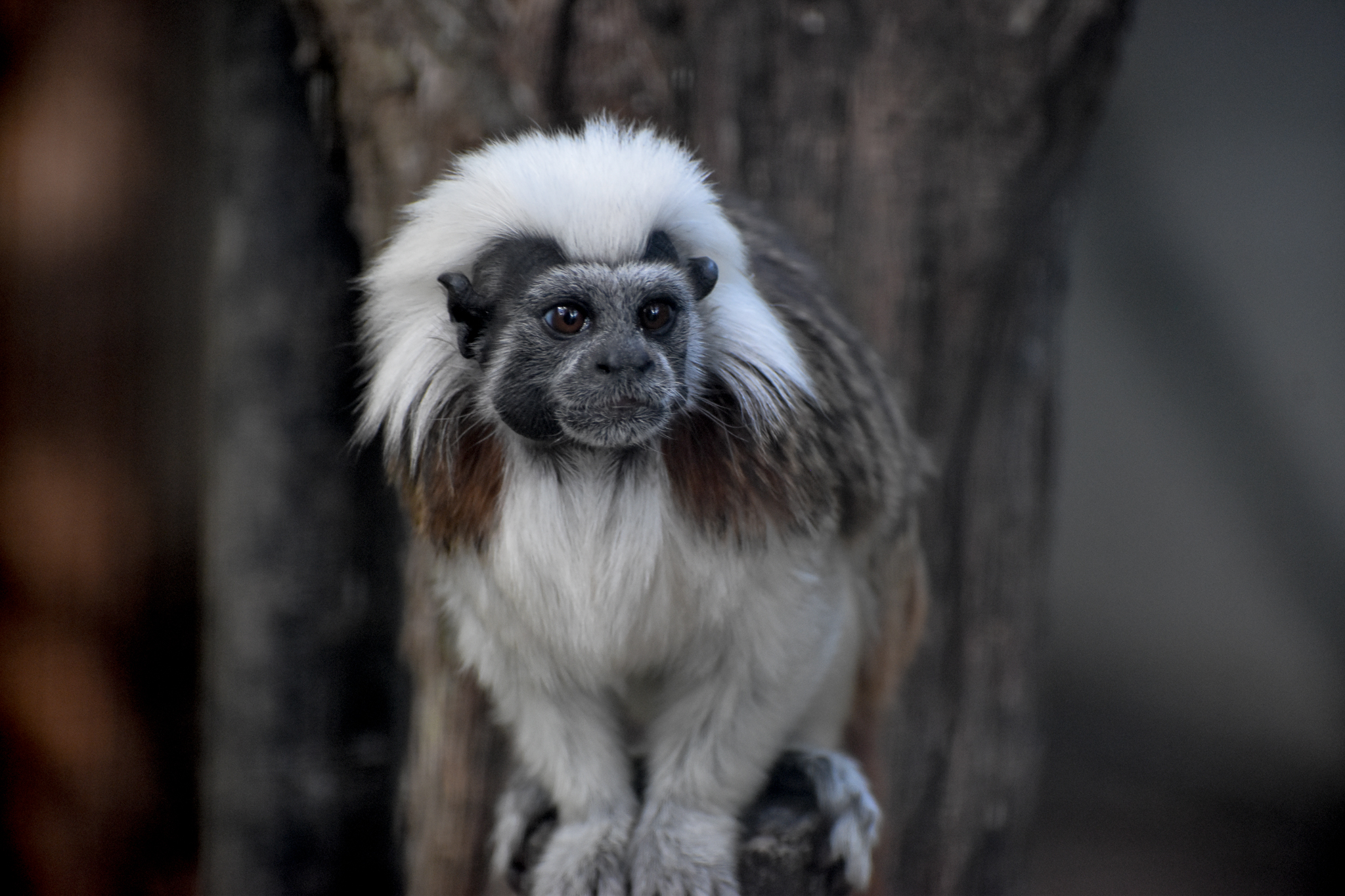 Cottontop Tamarin